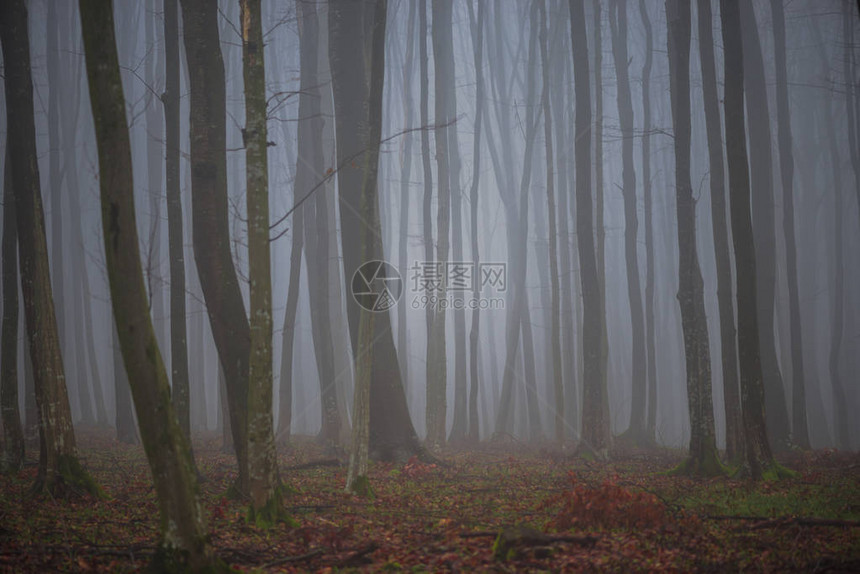 早春的雾林自然景观图片