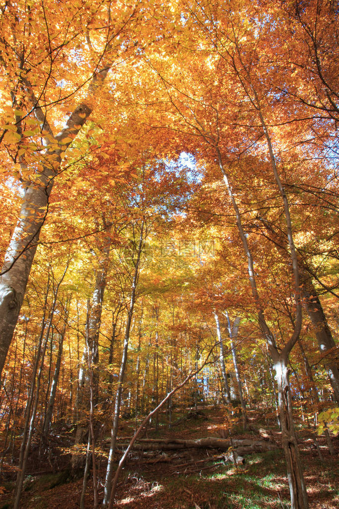 秋季喀尔巴阡山脉罗马尼亚图片