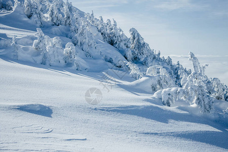 冬天戈尔加尼山上被雪覆盖的树木图片