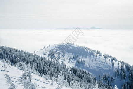 冬季Gorgany山丘上的树木图片
