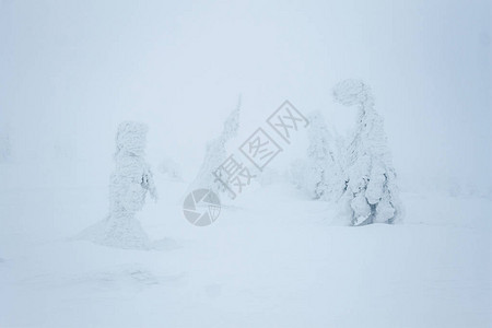 有雾的Gorgany山森林中的暴风雪图片