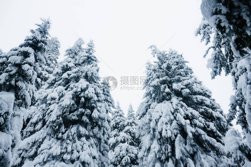 冬季Gorgandy山脉树木图片