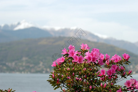 在意大利湖泊地区丰盛的阿萨莱亚花朵高清图片