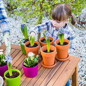 园艺种植概念母亲和女儿把郁金香和长青灯泡植入小罐子中图片