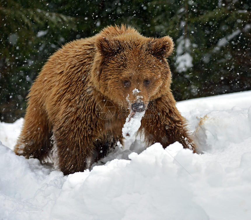 在野外冬眠后的棕熊图片