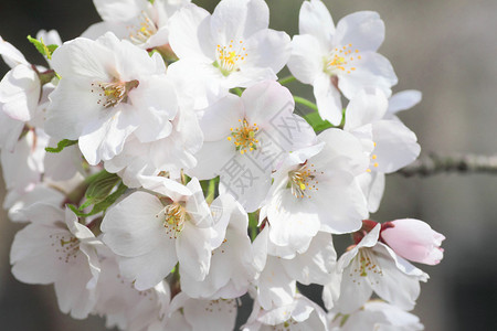 一簇漂亮的白色樱花图片