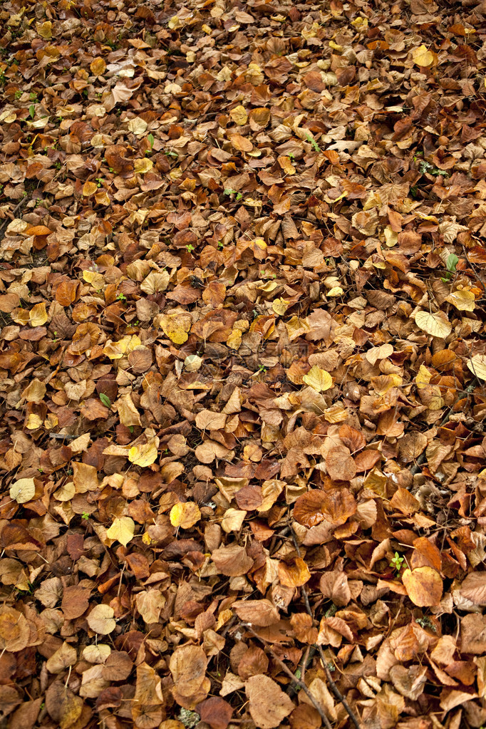 秋天地面上叶子死图片