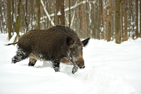 狂野冬天的野猪图片