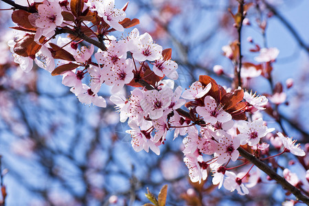 春天盛开的粉红樱花图片