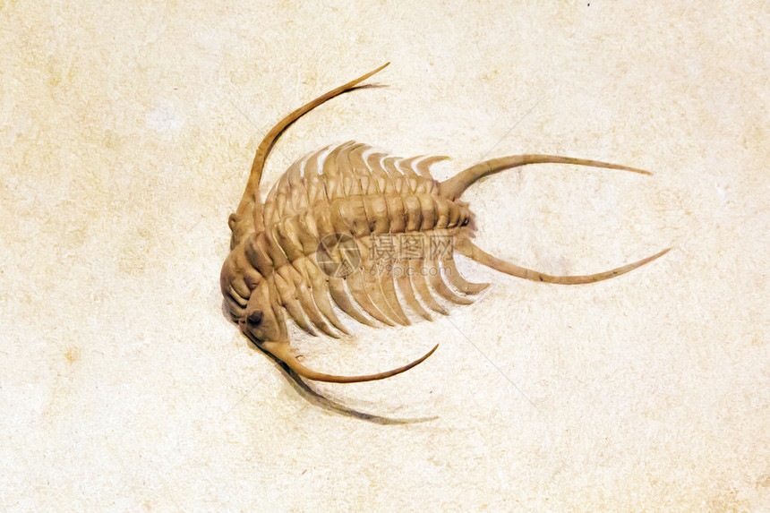 来自意大利米兰自然历史博物馆的奇异甲壳类巨型化图片