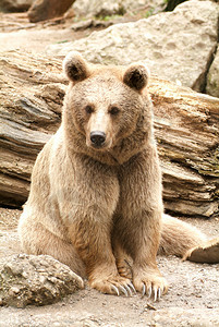 加西亚瑞士戈尔道动物园的棕熊背景