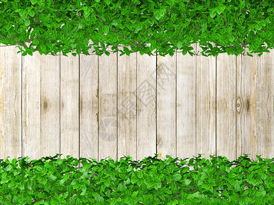 观赏植物白木板背景设计图片