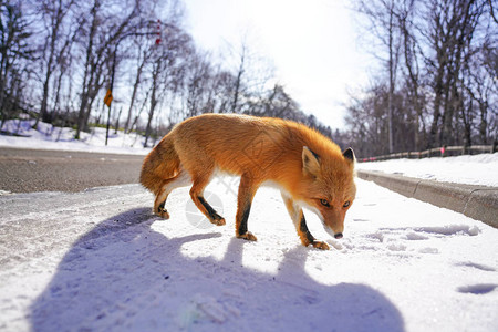 冬天的狐狸北海道图片
