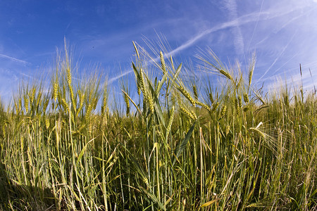 玉米地里的小麦角宿图片