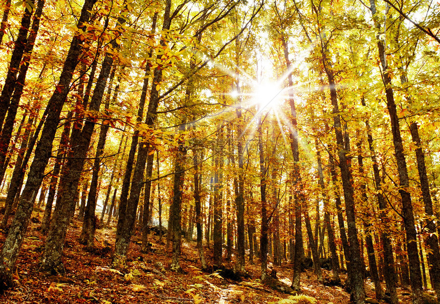 栗树森林中的秋日阳光图片