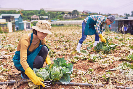 越南农民工人在野图片