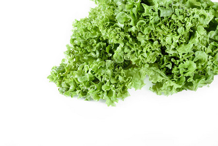 用白色多叶蔬菜概念分离的绿色生图片