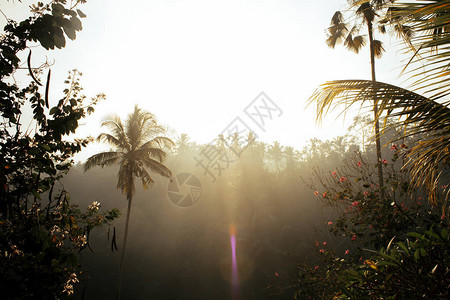 阳光下美丽的热带森林图片