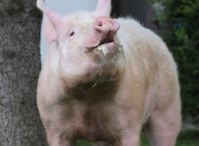 极端头部拍摄的家猪夏季露天野外播种的一对家图片