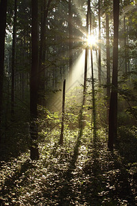 黑暗的森林阳光穿过树木图片