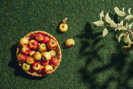 柳条碗里的美味苹果草地上的苹果树叶图片