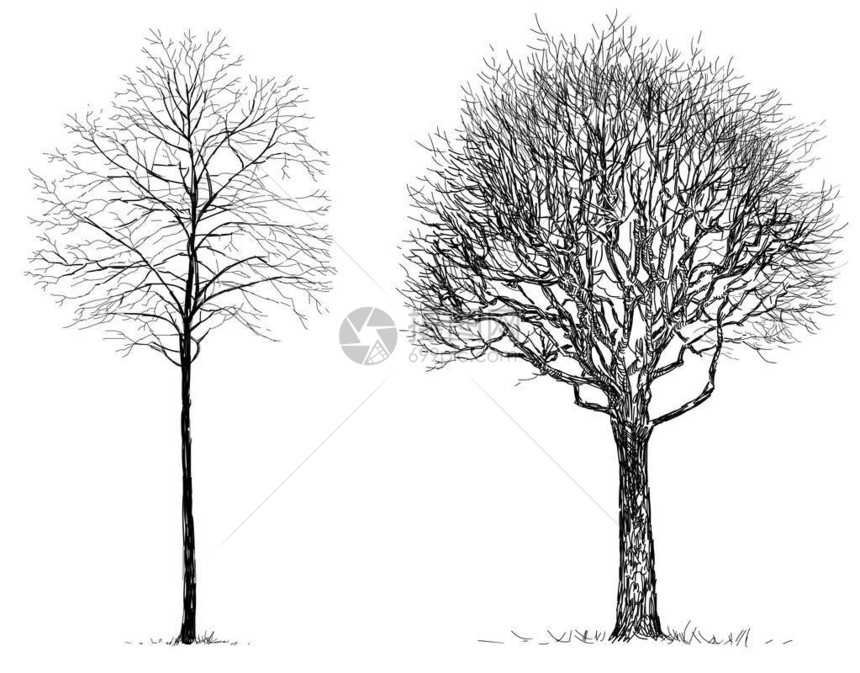 寒冷季节落叶树的手绘图图片