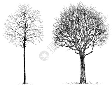 寒冷季节落叶树的手绘图图片