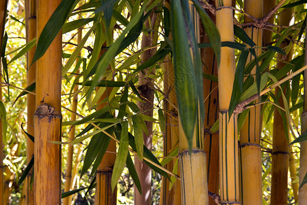 在丛林中竹子的高图片
