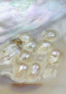 牡蛎壳里的珍珠图片
