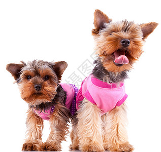两只小日本狗在玩耍穿着粉红衣服一只叫图片