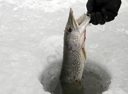 北梭子鱼钓到冰钓图片