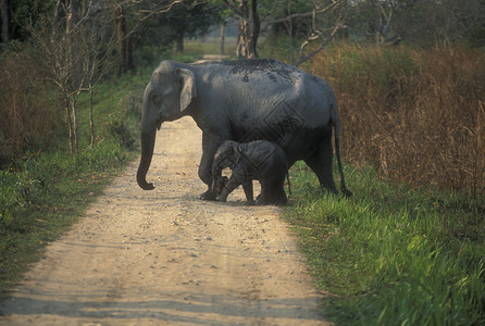 在印度阿萨姆Kaziranga公园的碎石轨上穿越印度野生大图片