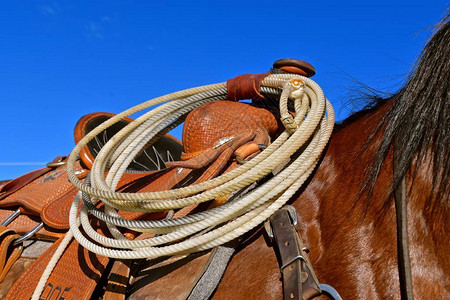 紧地拉着一匹马的上衣绳子绑图片