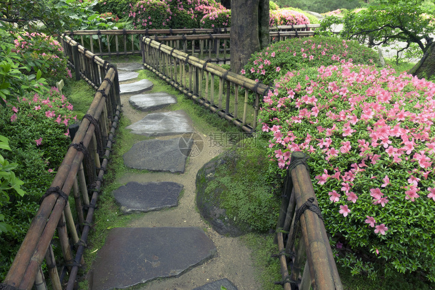 禅园中的杜鹃花丛和湿石道图片