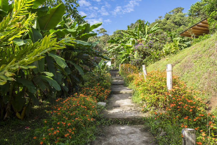 美丽的花园之路通向一条小屋的道路在日光由罗什热带植图片