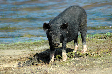 好色猪表情全身黑家猪面部可爱的表情站在农场户背景