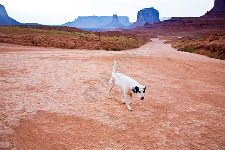 在亚利桑那州的古迹谷孤单的狗图片