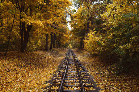 秋天的风景秋天穿过树林的铁轨图片