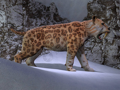 一只萨伯牙虎在寻找EoceneEraa的山上图片