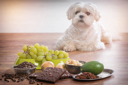 美毛狗粮小白马耳他犬和对他有毒的食物成分背景