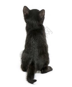 一只黑色小猫的近视图片