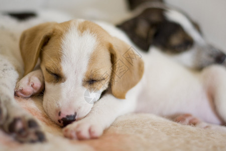 两只睡在前面的西班牙猎犬小狗图片