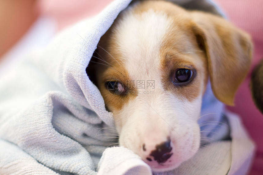 洗完澡后的西班牙猎犬小狗特写图片