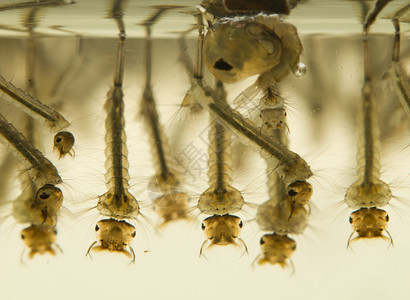 水中的蚊子幼虫在工作图片