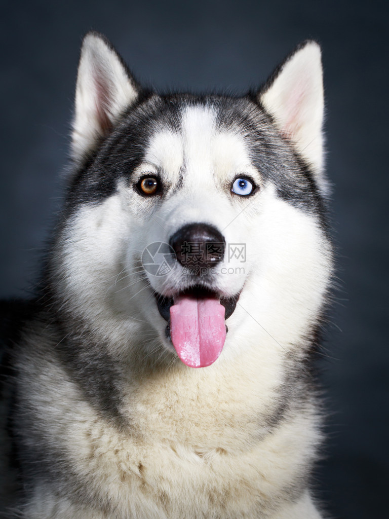 西伯利亚哈士奇犬图片