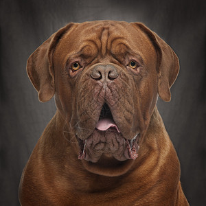 DoguedeBordeaux20个月大图片