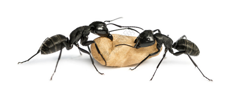 两个木匠蚂蚁Camponotusvagus背景图片