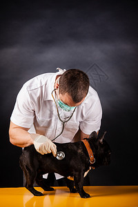 有法国斗牛犬的动物医生图片