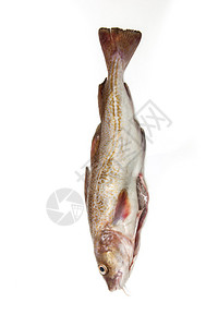 整个大西洋鳕鱼Gadus图片