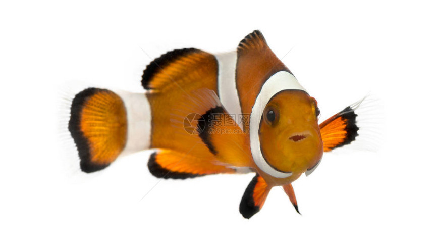 Ocellaris小丑鱼Amphiprionocellaris图片